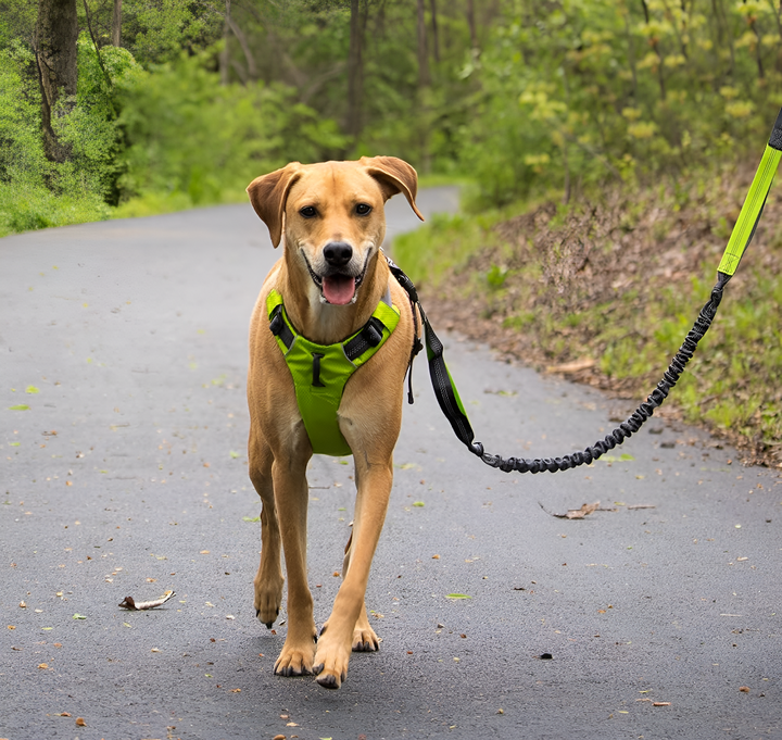 Strong and Reliable Pet Leashes