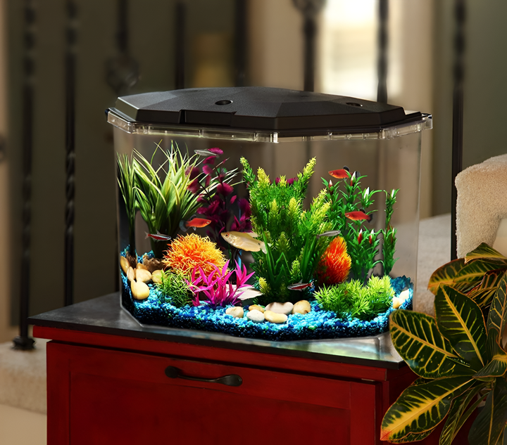 Fish Accessories for Vibrant Aquariums