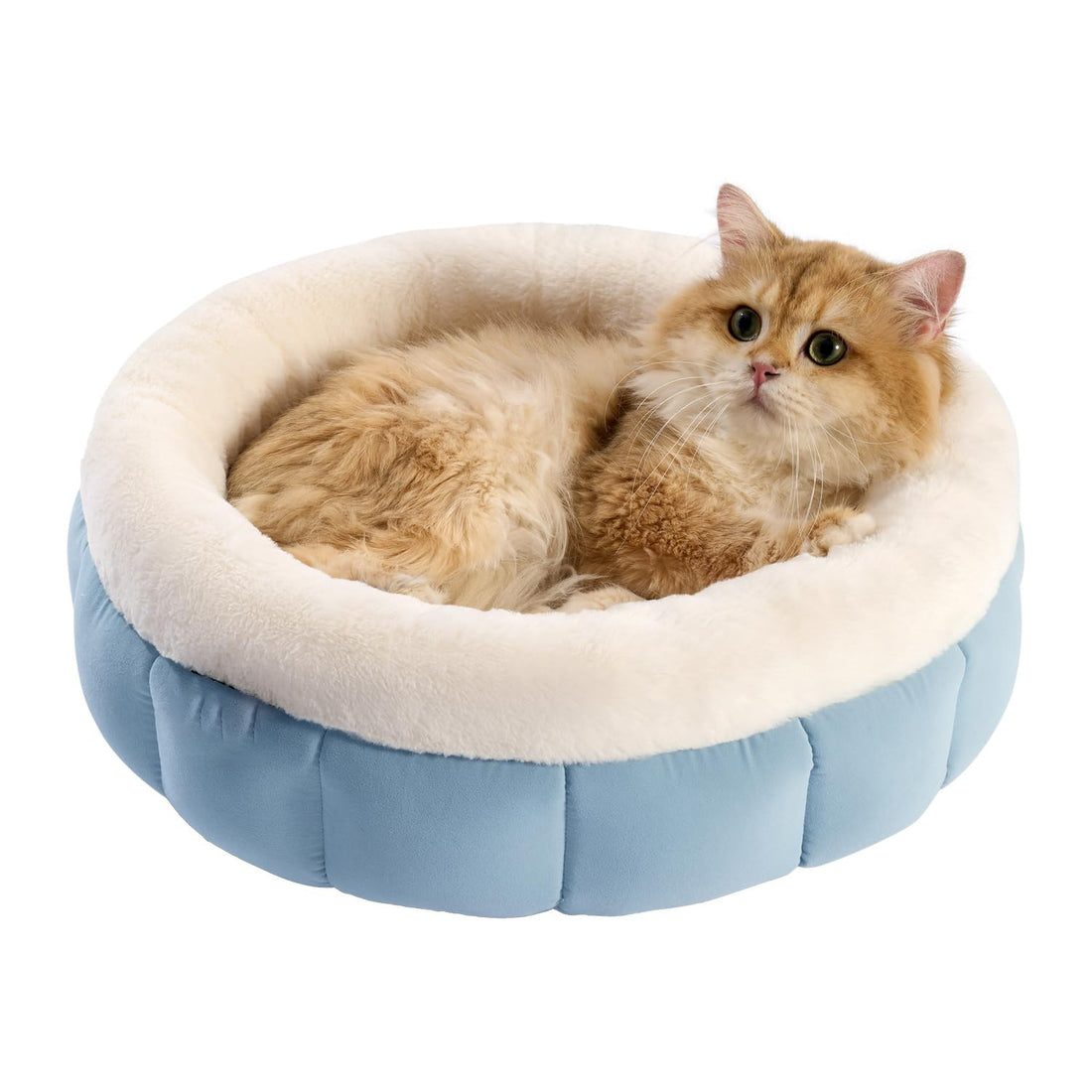 Donut Dog Beds For Small Dogs