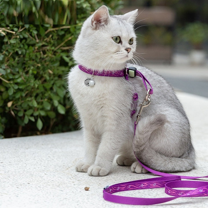 Pet Dog Teddy Leash