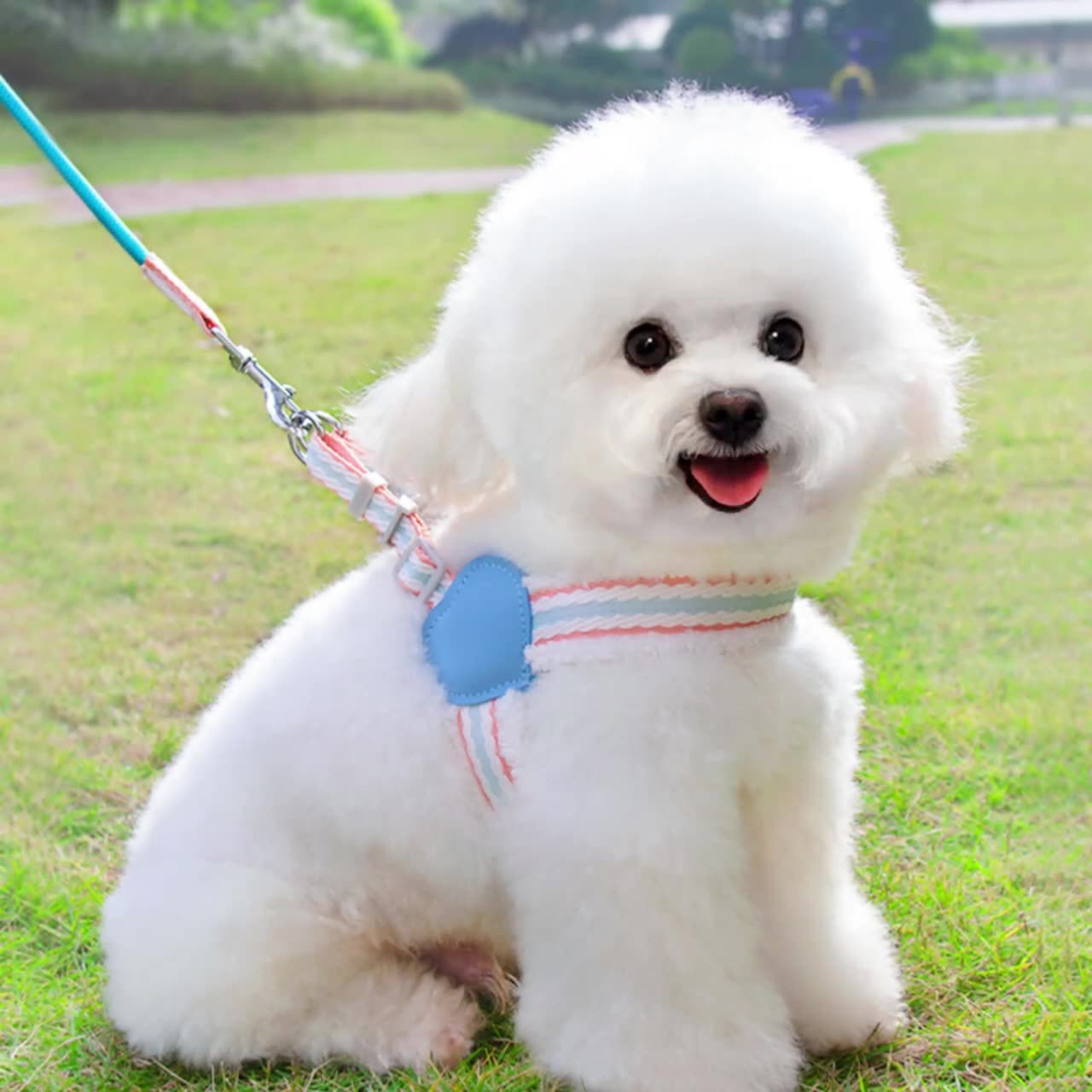Pet Walking Dog Leash